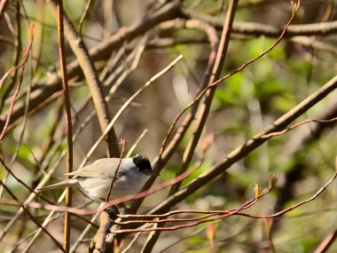 Great tit holding an ant in its beak, perched against the clear blue sky.