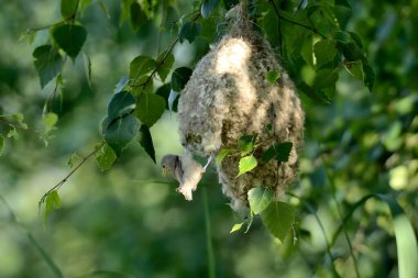 Eurasian penduline tit gracefully flying back to its nest.