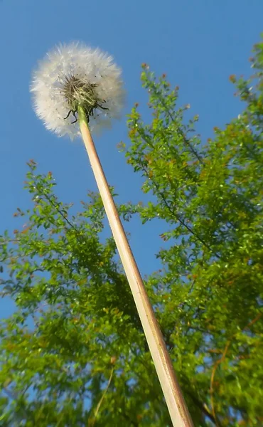 Aşağıdaki fotoğraf narin karahindibanın başını çekiyor. Tüylü tohumları gökyüzüne dilek gibi yayılıyor. Umut ve dönüşümün sembolü..