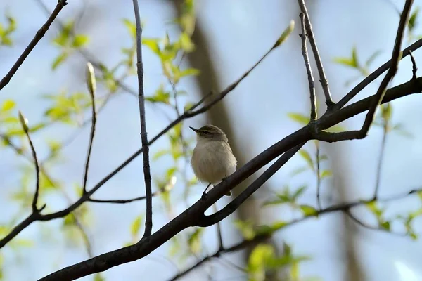 Tiny bird perched on a branch.