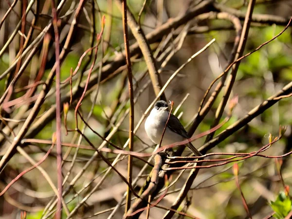Great tit holding an ant in its beak, perched against the clear blue sky.