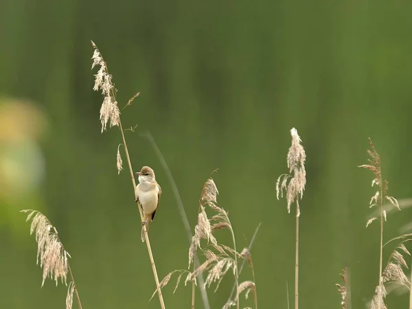 Zarif Great Reed Warbler kuru sazlıkların üzerinde dinleniyor, doğal arka plana karşı canlı renklerini sergiliyor. Vahşi yaşamın pitoresk bir sahnesi.
