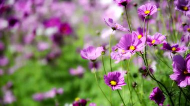 Narin meltemde zarif pembe çiçekler sallanıyor, yaprakları rüzgarın ritmiyle dans ediyor, doğanın güzelliğinin büyüleyici bir gösterisini yaratıyor..