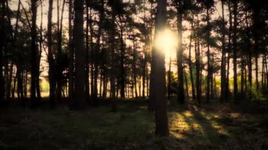 Vahşi doğanın büyüleyici görüntüsü, yemyeşil bir ormanı temsil ediyor, yemyeşil yaprakların iç içe geçtiği, dingin ve büyüleyici bir atmosfer yaratıyor..