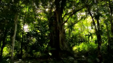 Bereketli yeşilliğin ortasında, kadim bir ağaç dimdik duruyor, eğri dalları ve yıpranmış kabuğu ormanın sırlarının koruyucusu olarak kalırken zamanın öykülerini anlatıyor..