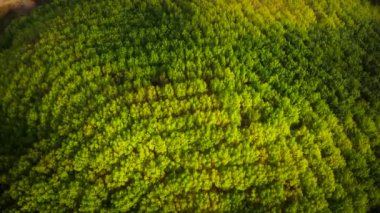 Bir dronun bakış açısından, sabah sisinin yumuşak kucaklamalarıyla örtülü yemyeşil bir orman ortaya çıkar. Doğanın cazibesini cezbeden sakin bir sahne..