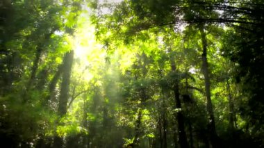 Yoğun ormanın ortasında, büyüleyici bir manzara ağaçları süsleyen yeşil yaprakları açıyor, doğanın görkemli manzarasının huzurlu ve resimsel bir manzarasını yaratıyor..