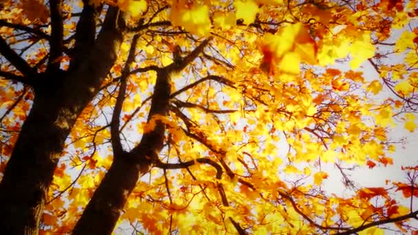 Des feuilles d'automne vibrantes ornent l'érable, mettant en valeur la transformation colorée de la nature pendant la saison automnale..