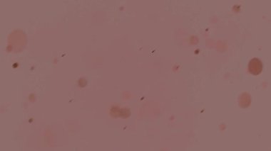 Toz, daireler, bokeh efekti kirli pembe bir arka planda rastgele farklı yönlere hareket ediyor, soyutlama.