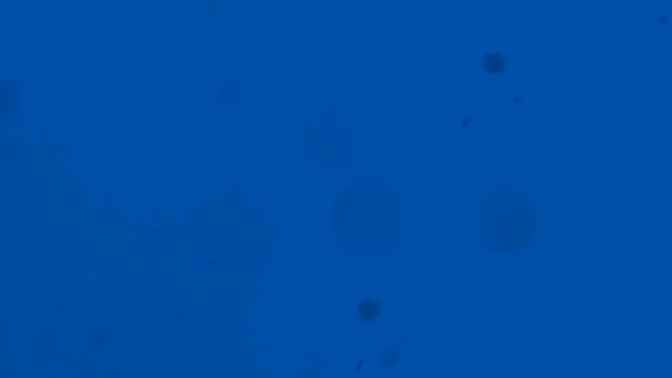 Пил Кола Боке Ефект Випадково Рухається Різних Напрямках Фоні Синього — стокове відео