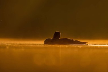Gün batımında suda yüzen sessiz kuğu, güzel turuncu manzara. Vahşi yaşam fotoğrafı.!