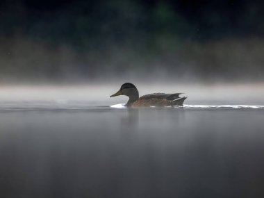 Yaban ördeği gecenin karanlığında siste yüzüyor. Vahşi yaşam fotoğrafı.!