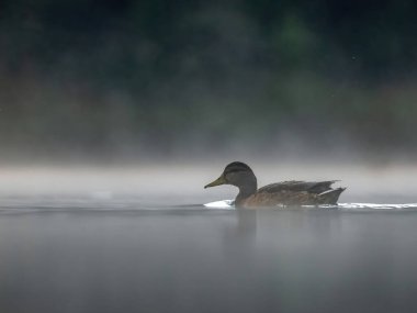 Yaban ördeği gecenin karanlığında siste yüzüyor. Vahşi yaşam fotoğrafı.!