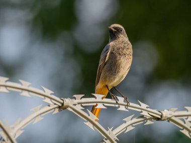 Siyah kızıl, parlak yeşil bir arka planda metal bir zincirde oturuyor. Vahşi yaşam fotoğrafı.!