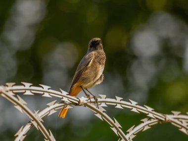 Siyah kızıl, parlak yeşil bir arka planda metal bir zincirde oturuyor. Vahşi yaşam fotoğrafı.!