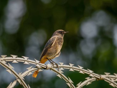 Siyah kızıl, parlak yeşil bir arka planda metal bir zincirde oturuyor. Vahşi yaşam fotoğrafı.!
