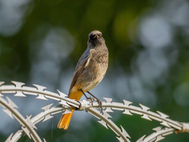 Siyah kızıl, parlak yeşil bir arka planda metal bir zincirde oturuyor. Vahşi yaşam fotoğrafı.!