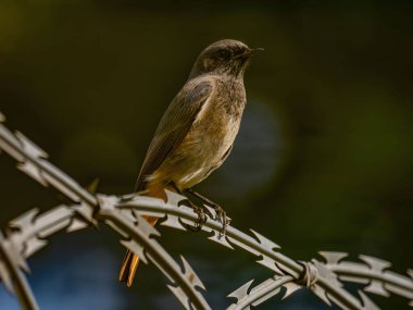 Siyah kızıl, parlak yeşil bir arka planda metal bir zincirde oturuyor. Vahşi yaşam fotoğrafı.!