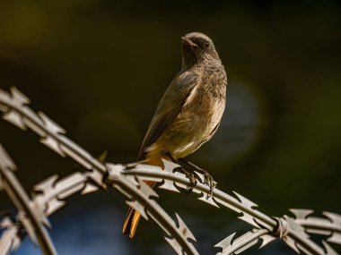 Siyah kızıl, parlak yeşil bir arka planda metal bir zincirde oturuyor. Vahşi yaşam fotoğrafı.!