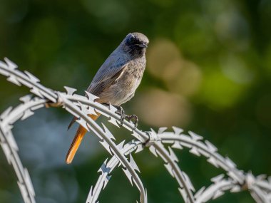 Siyah kızıl, parlak yeşil bir arka planda metal bir zincirde oturuyor. Vahşi yaşam fotoğrafı.!