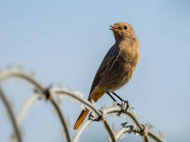 Siyah kızıl, parlak bir arka planda metal bir zincirde oturuyor. Vahşi yaşam fotoğrafı.!