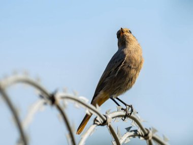Siyah kızıl, parlak bir arka planda metal bir zincirde oturuyor. Vahşi yaşam fotoğrafı.!
