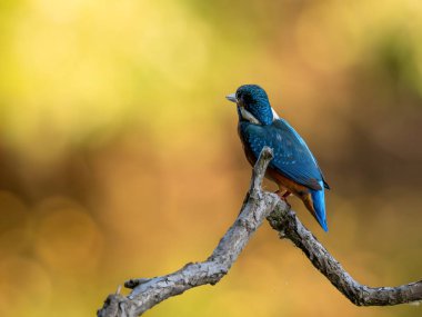 Ağaç dalında yaygın bir balıkçı, ışık bulanık arkaplan. Vahşi yaşam fotoğrafı.!