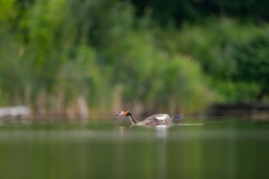 Great Crested Grebe akışı, lekeli yeşillik ve arka planda su tabakası. Vahşi yaşam fotoğrafı.!