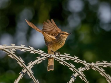 Arka planda bulanık yeşillikle uçmak için kanatlarını çırparken görülmüş. Vahşi yaşam fotoğrafı.!