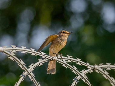 Arka planda bulanık yeşillikle uçmak için kanatlarını çırparken görülmüş. Vahşi yaşam fotoğrafı.!