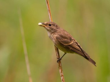 Kuru bir dalda oturan sinekkapan, arka planda yeşillik lekesi. Vahşi yaşam fotoğrafı.!