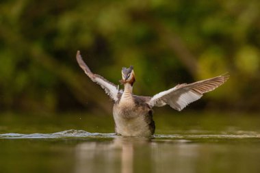 Great Crested Grebe uçmak için kanatlarını açıyor. Arka planda bulanık yeşillik ve su tabakası var. Vahşi yaşam fotoğrafı.!