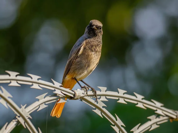 Siyah kızıl, parlak yeşil bir arka planda metal bir zincirde oturuyor. Vahşi yaşam fotoğrafı.!