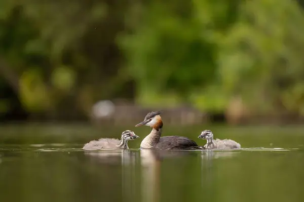 Suda yavruları, arka planda yeşillik ve su yüzeyi lekeleri olan Great Crested Grebe. Vahşi yaşam fotoğrafı.!