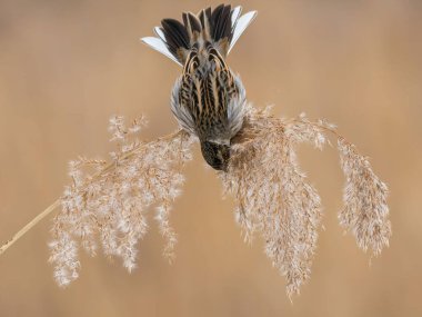 Sakin bir kış ortamında bir kar topu nazikçe kamışları gagalar. Yumuşak renk paleti kuşun karmaşık tüylerini vurgular..