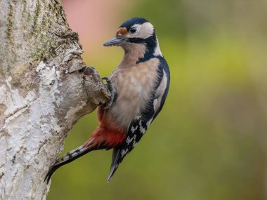 A great spotted woodpecker perched on a tree trunk. Beautiful detail captured. clipart