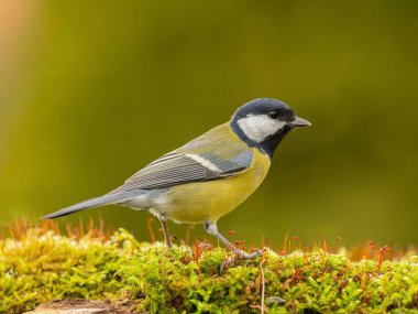 A vibrant great tit perched on a mossy log, showcasing its beautiful plumage against a soft green background. A stunning image capturing the beauty of nature.