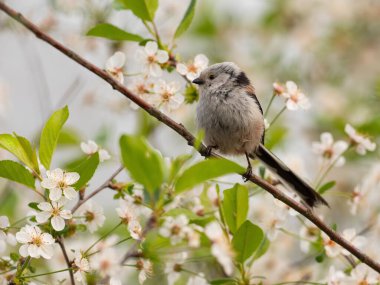 A long-tailed tit rests on a branch covered in delicate white blossoms. Springtime nature scene.