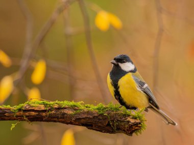 A great tit perched on a mossy branch during autumn. The background features blurred yellow and orange leaves.