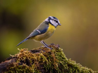 A vibrant Eurasian Blue Tit rests on a mossy log, showcasing its beautiful plumage. A nature photograph.