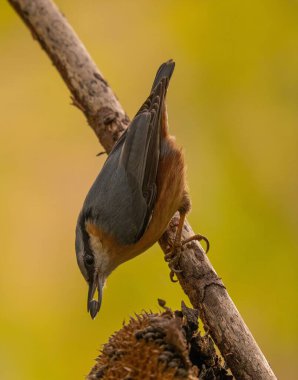 A nuthatch perched on a branch in the fall. It's enjoying a sunflower seed. clipart