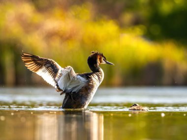Gün batımında sakin bir gölde yavrusuyla birlikte Büyük Tepeli Yunus. Altın ışık suyun üzerinde parlıyor..