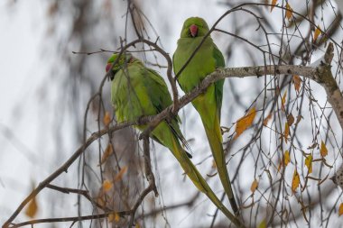 İki canlı yeşil muhabbet kuşu kış sahnesinde yapraksız bir dalda dinleniyor..