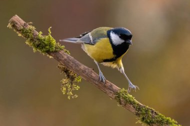 A Great Tit rests on a mossy branch. The focus is sharp on the bird, highlighting its vibrant colors and detail.