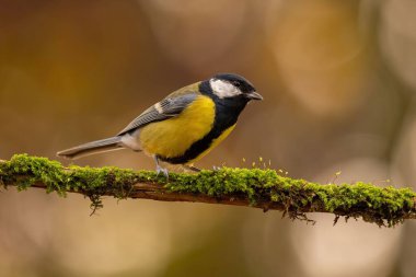 A great tit perches on a mossy branch in a forest, showcasing its vibrant yellow and black plumage against a blurred autumnal background.