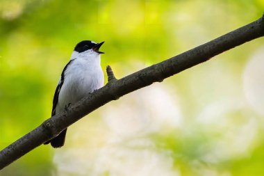 Küçük bir kuş ağaç dalına tünemiş şarkı söylüyordu. Canlı yeşil yeşillik arkaplanı.