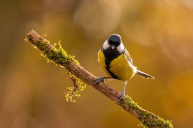 A Great Tit perched on a mossy branch, bathed in the warm light of autumn. Beautiful nature photography