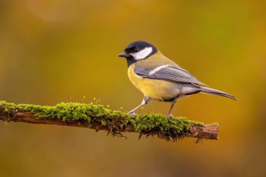 A Great Tit bird rests on a mossy branch. Autumnal colors blur the background.