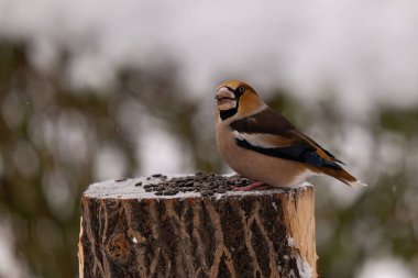 A Hawfinch perched on a snowy tree stump, enjoying seeds. clipart