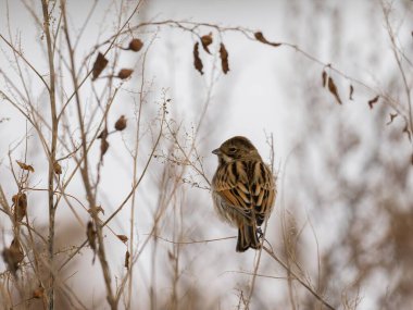 Küçük kahverengi bir kuş kışın kurumuş bir bitkinin dalında oturur. Arkaplan bulanık ve beyaz.